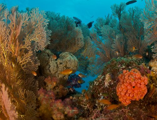 Underwater Photography of coral fish and sea fans in Raja Ampat